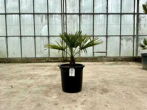 Palme (Trachycarpus fortunei)