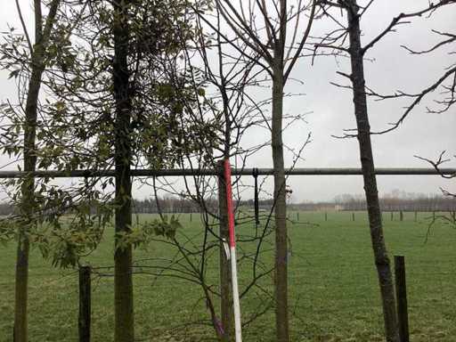 Măr ornamental - Arbore topiar