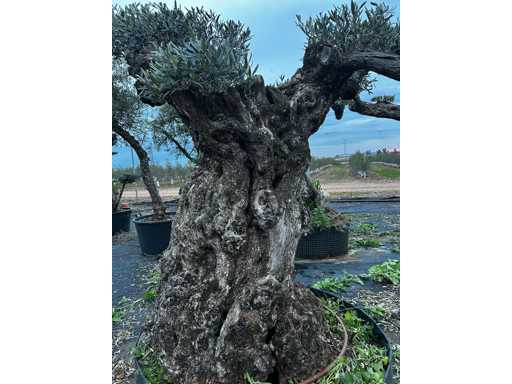  OLEA EUROPEA POM POM SECOLARE  