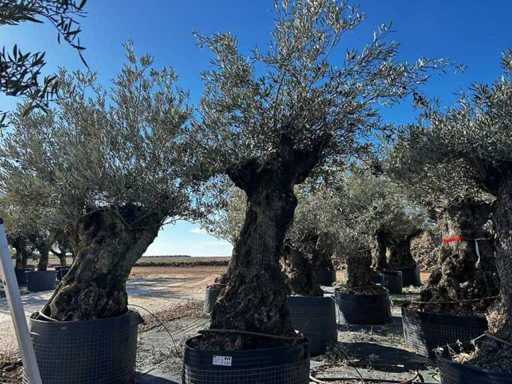 Centuries-old olive tree in basket
