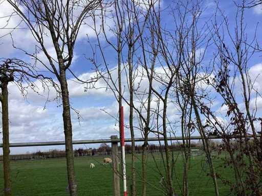 Japanse Sierkers - Meerstammige boom