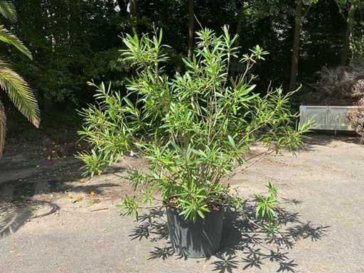 Oleander