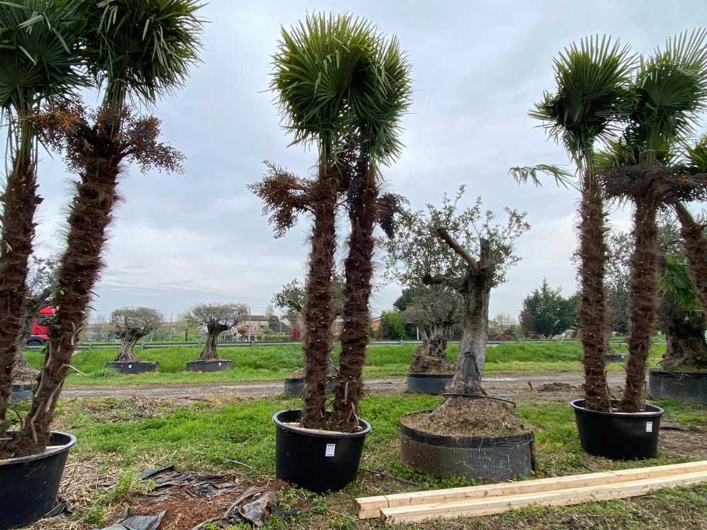 Spécimen palmier TRACHYCARPUS double en pot