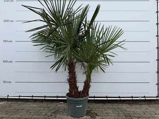 Chinese fan palm double stem - Trachycarpus Fortunei - height approx. 220 cm