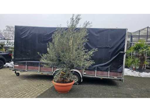 Exclusieve 100 jaar oude olijfboombonsai - Olea europaea - 310 cm