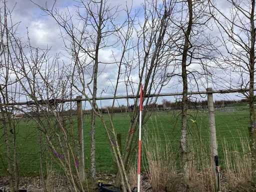 Ciliegio giapponese - Alberi multi-stelo (2x)