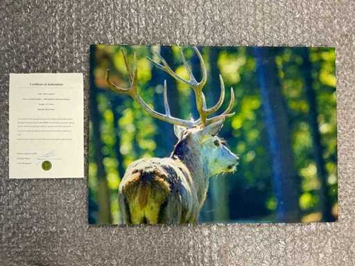 Fotografia "Cervo nella foresta"