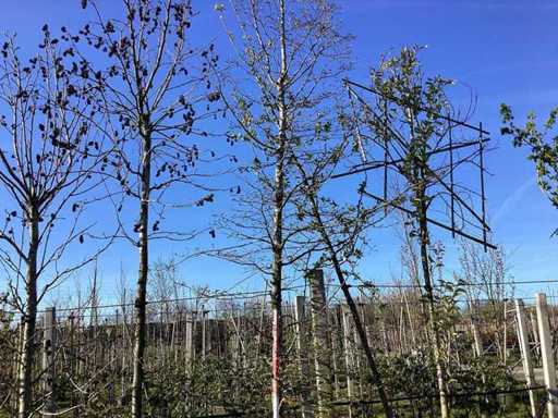 Guma dulce - Arborele topiar