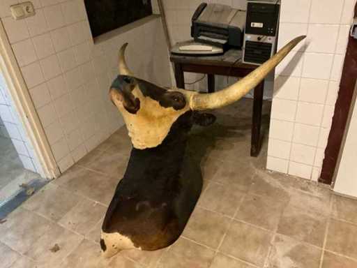 Longhorn kop