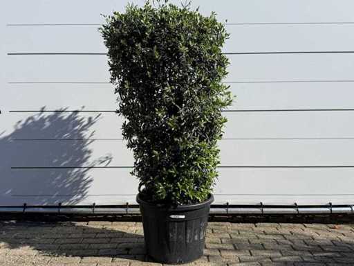 Arbusto di ulivo - Olea Europaea - altezza circa 160 cm