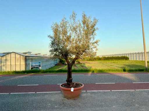 Olijfboom (Olea Europaea Lessini)