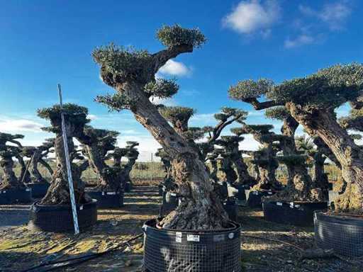 Jubiläums-Olivenbäume – Olea Europea Pom Pom Secolare