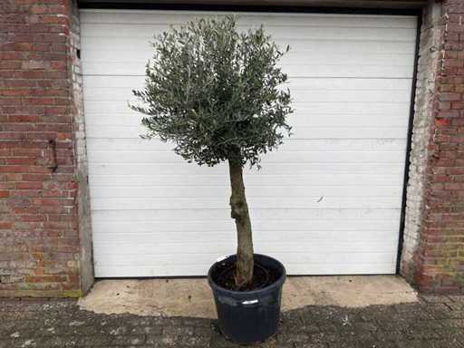 Olive Tree Round Ball M - Olea Europaea - Height 170 cm