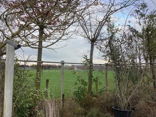 Specii diverse - Copacul acoperișului