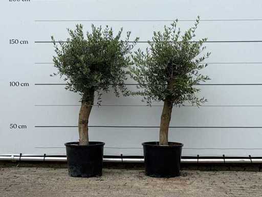 2x Olive tree Florida - Olea Europaea - aprox. 25 de ani - înălțime aprox. 160 cm