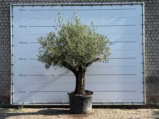 Olive Old Skin - Olea Europaea - environ 75 ans - hauteur environ 250 cm