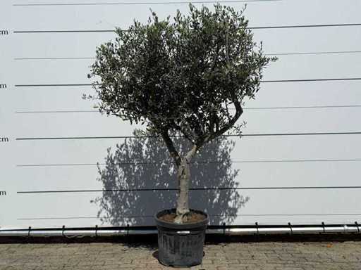 Ulivo Andalusia L - Olea Europaea - circa 50 anni - altezza circa 200 cm