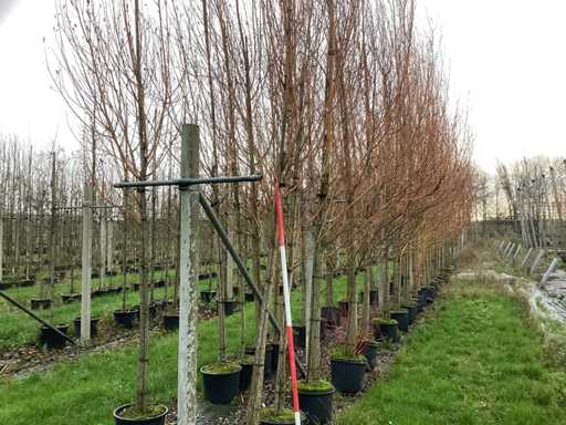 Wierzba bia?a – drzewo parkowe (3x)