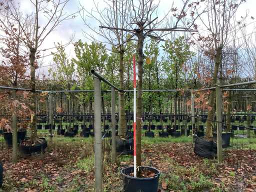 Platan de acoperiș - Arbore de acoperiș