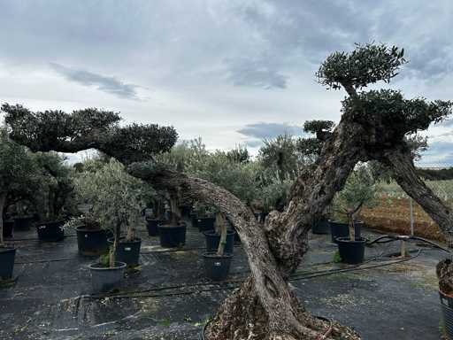  OLEA EUROPEA POM POM SECOLARE  