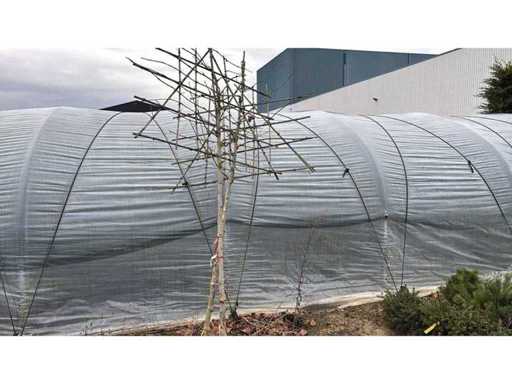 Leiplataan (gebonden) 280cm - Overige bomen en planten (2x)