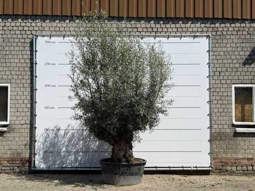 Tortuga de măslin - Olea Europaea - aprox. 80 de ani - înălțime aprox. 280 cm