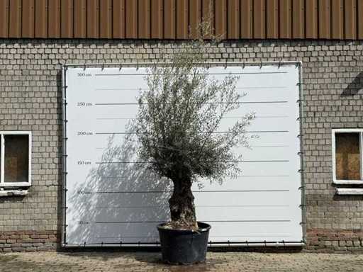 Olive tree Bonsai - Olea Europaea - approx. 80 years old - height approx. 220 cm