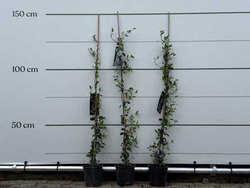 3x Tuscan jasmine S - Trachelospermum Jasminoides - height approx. 150 cm
