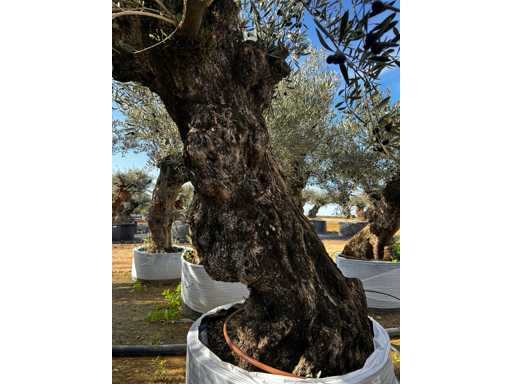  OLEA EUROPEA SECOLARE  