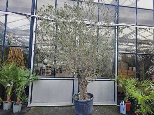 Măslin magnific - 120 de ani - 290 cm Solitaire