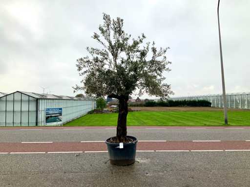 Drzewo oliwne (Olea europaea lessini)