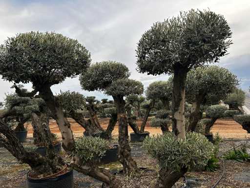  OLEA EUROPEA POM POM SECOLARE  