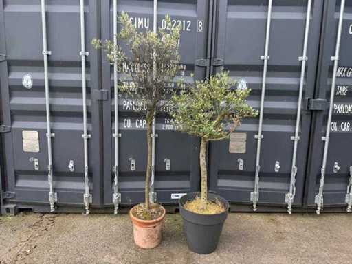 Olivenbaum (2x)
