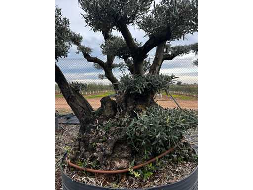  OLEA EUROPEA POM POM SECOLARE  