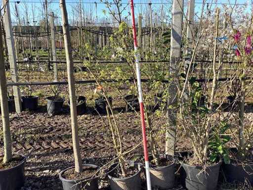 Arțar - Arbore cu mai multe tulpini (2x)