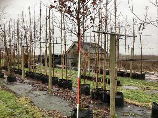 Buk zielony – drzewo topiary