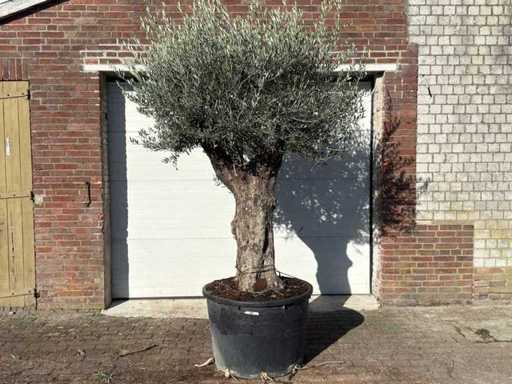 Stary pień drzewa oliwnego - Olea europaea - 75 lat - wysokość ok. 250 cm