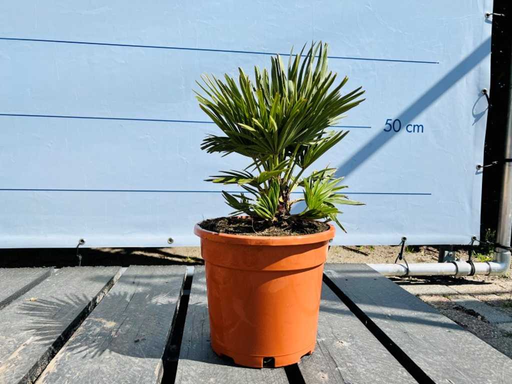 2x Chamaerops Humilis Vulcano 50cm