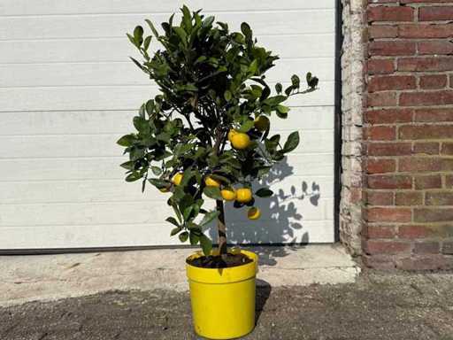 Citronnier - Fruitier / arbre fruitier - Agrumes purscha - Hauteur environ 80 cm 