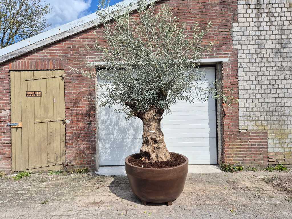 Olijfboom Bonsai in luxe plantenbak - Olea Europaea - hoogte ca. 350 cm