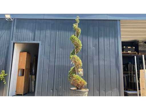 Spirale Tuscany Cypress 300-350cm Perennial