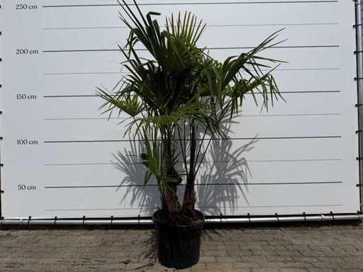 Chinesischer Fächerpalmen-Dreistamm – Trachycarpus Fortunei – Höhe ca. 200 cm