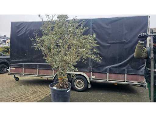 Măslin magnific (Olea europaea) - 240cm - Trunchi de caracter