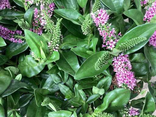 Hebe Roos en blauw (80)