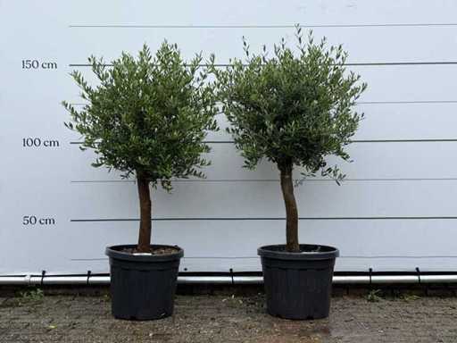 2x Olive tree Florida - Olea Europaea - aprox. 25 de ani - înălțime aprox. 160 cm