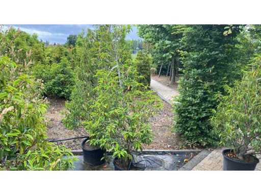 Portugese Laurier 200 cm Haag (2x)