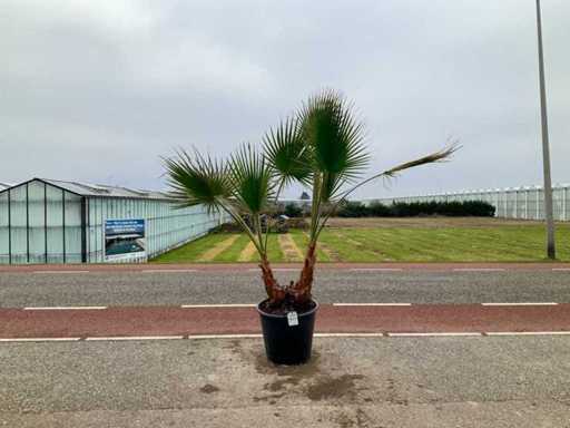 Podwójny pień palmy (Washingtonia Robusta)