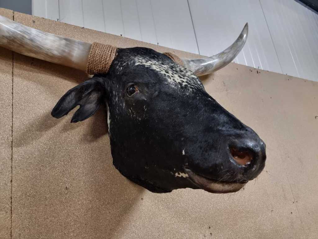 Stuffed longhorn with polished horns