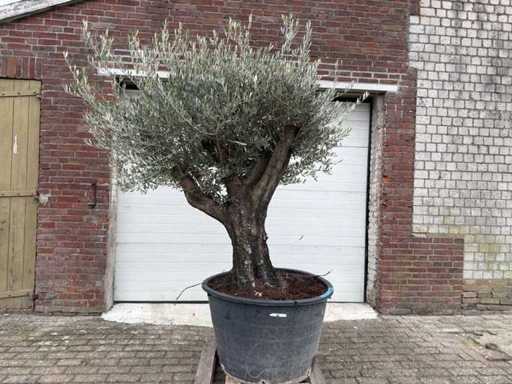 Olive tree Old Skin - Olea Europaea - 100 years old - height approx. 250 cm