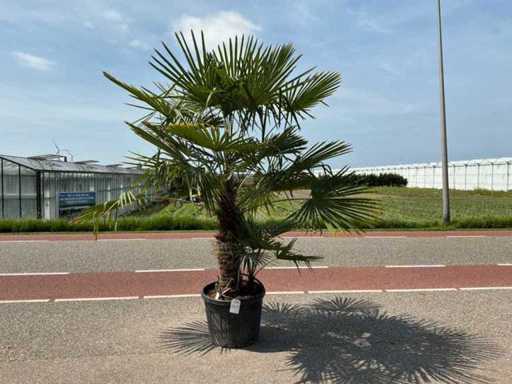 Doppio tronco di palma (Trachycarpus fortunei)
